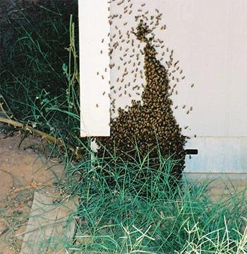 A bee swarm clustered aroud an exposed gap in a building