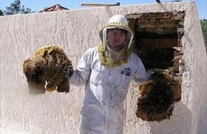 Tucson Bee Removal employee holding removed comb